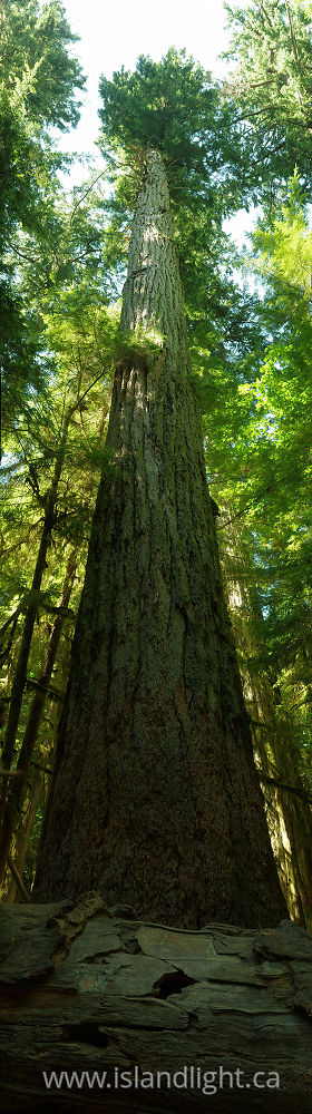 Plant  photo from  Cathedral Grove, British Columbia Canada.