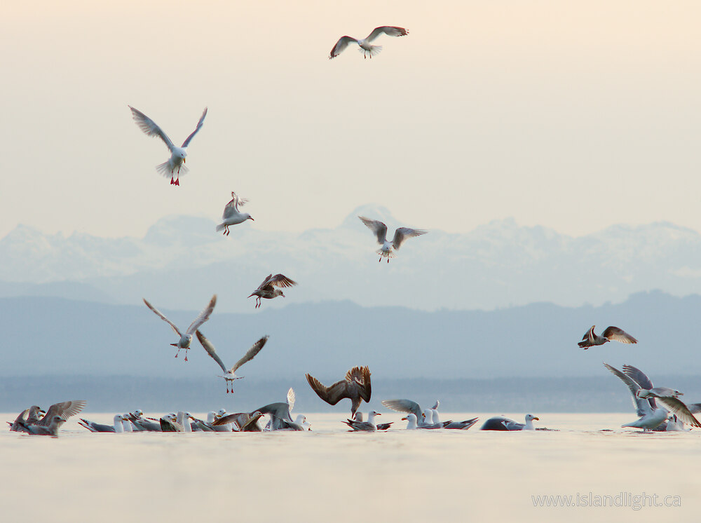 Bird  photo from  Cortes Island, British Columbia Canada.