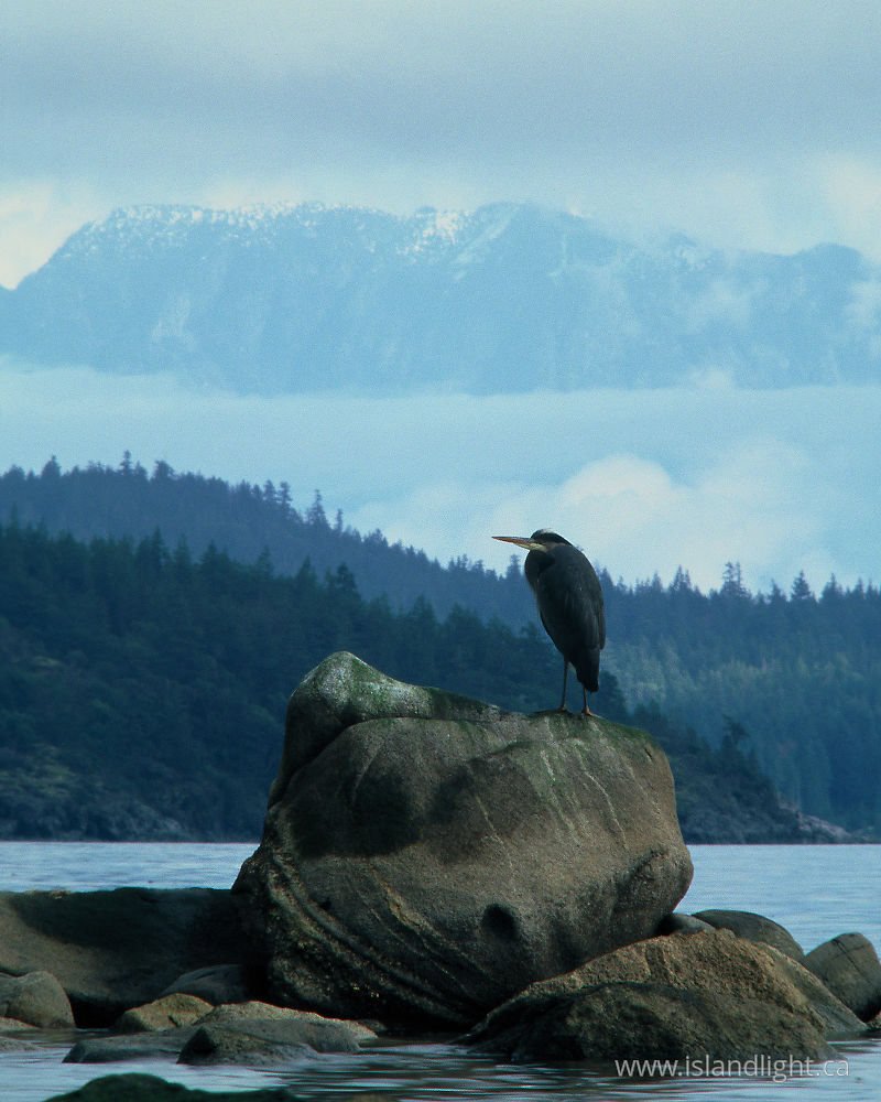 Bird photo from  Cortes Island, BC Canada.