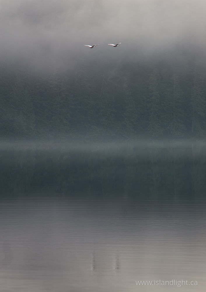 Bird photo from Gunflint Lake Cortes Island, BC Canada.