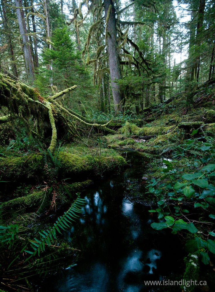 Landscape  photo from Grandfather Grove, Green Valley Cortes Island, BC Canada.