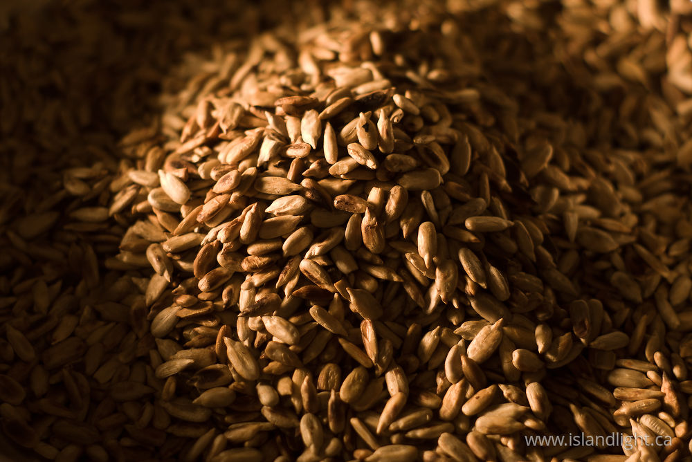 Food photo from  Cortes Island, BC Canada.