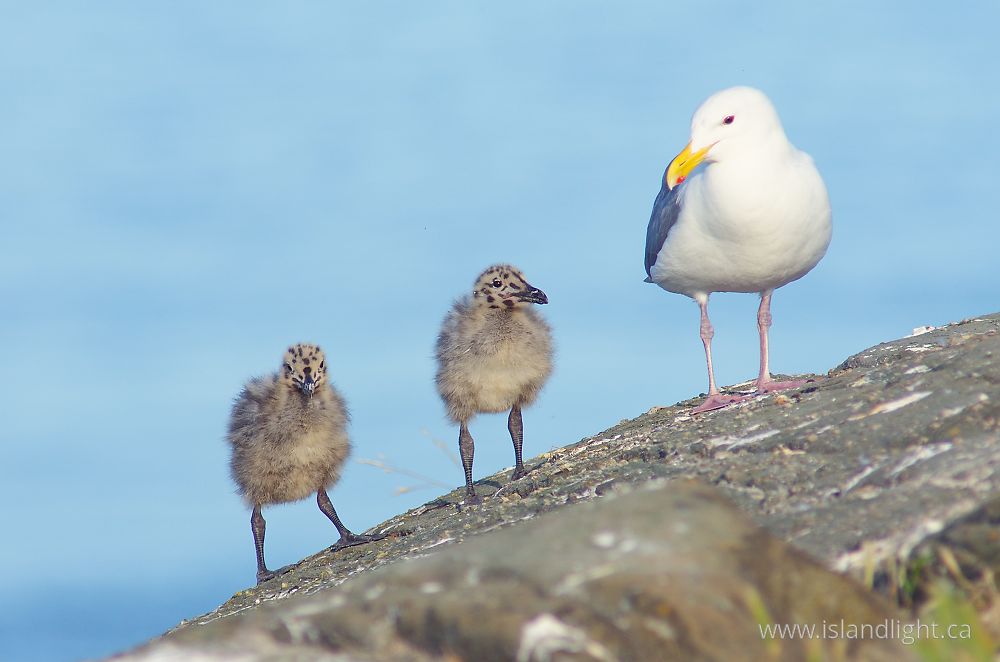 Bird photo from  Mitlenatch Island, British Columbia Canada.