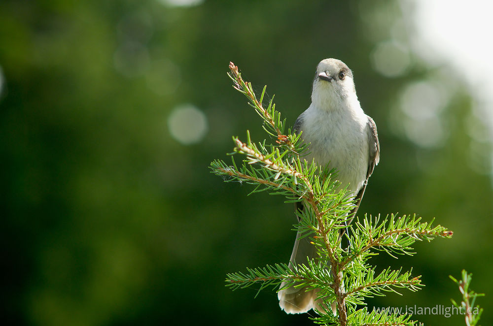 Bird  photo from  Strathcona Provincial Park, British Columbia Canada.