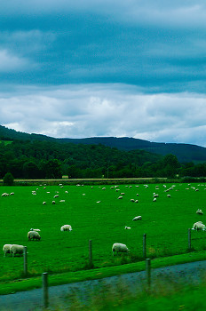 Sheep on a Scottish field ~ Sheep picture from  Scotland.