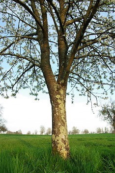 Cherry Tree ~ Tree picture from  France.