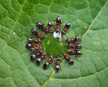 Circle d'Ants ~ Ant picture from Aillevillers France.