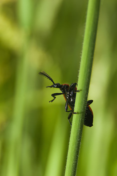 Alexander Beetle ~ Beetle picture from Aillevillers France.