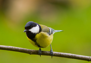 Great Tit ~ Bird  picture from Aillevillers France.