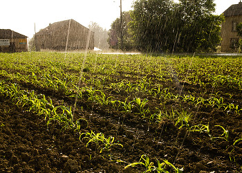 Water = Life ~ Corn field  picture from Aillevillers France.