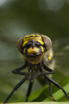 Golden-ringed Dragonfly ~ Dragonfly picture from Aillevillers France.