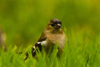 Chaffinch ~ Finch picture from Aillevillers France.