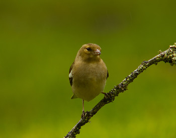 Chaffinch ~ Finch picture from Aillevillers France.