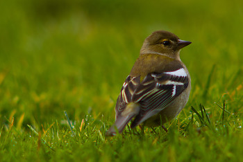 Chaffinch ~ Finch picture from Aillevillers France.