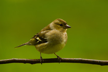 Chaffinch ~ Finch picture from Aillevillers France.