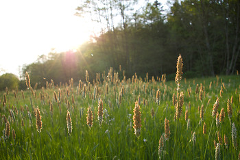  Grass picture from Aillevillers France.