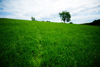 The Trail Over the Hill ~ Landscape  picture from Aillevillers France.