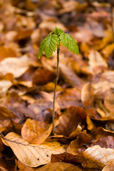 New Arrival ~ Maple Tree picture from Aillevillers France.