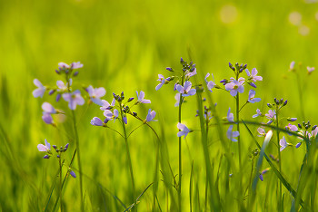 Wild Flowers ~ Wildflower picture from Aillevillers France.