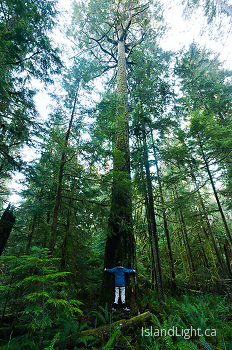 Tree Hug ~ Forest picture from Basil Brook, Cortes Island Canada.