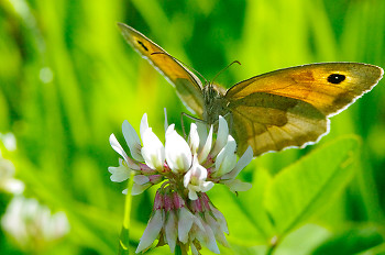Butterfly on Clover Flower ~ Butterfly picture from  France.