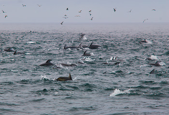 Pacific White-sided Dolphins ~ Marine Mammal picture from Cape Caution Canada.