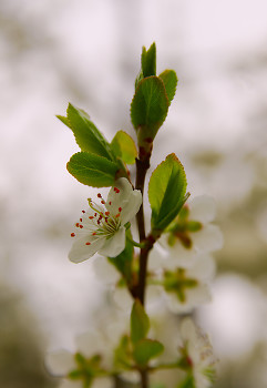 Blooming Cherry Twig ~ Cherry Flower picture from Cortes Island Canada.