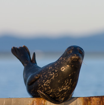 Harbour Seal ~ Seal picture from Comox Canada.