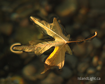 Floating Maple Leaf ~ Abstract Nature picture from Cortes Island Canada.