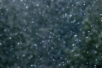 Falling Snow Freez Frame ~ Abstract picture from Cortes Island Canada.