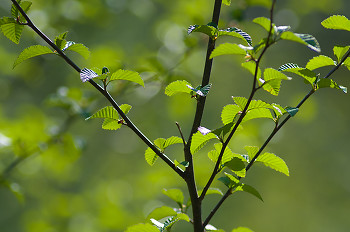 Shades of Green ~ Alder Tree picture from Cortes Island Canada.