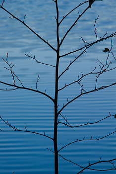 Alder by the Lake ~ Alder Tree picture from Cortes Island Canada.