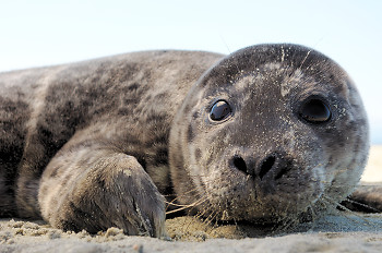 Baby Harbour Seal ~ Baby Animal picture from Cortes Island Canada.