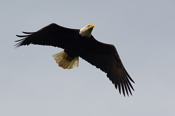 Bald eagle in flight ~ Bald Eagle picture from Cortes Island Canada.