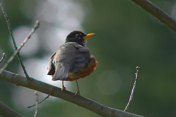 Robin in an Oak Tree ~ Bird picture from Cortes Island Canada.