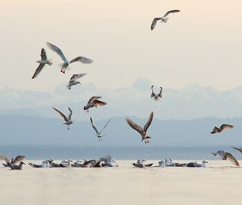 Gulls at Smelt Bay I ~ Bird  picture from Cortes Island Canada.
