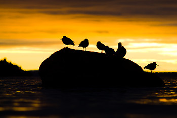 Oystercatcher Silhouettes ~ Bird  picture from Cortes Island Canada.