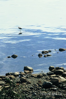 Heron From Above ~ Blue Heron picture from Cortes Island Canada.
