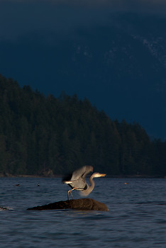 Heron Takeoff ~ Blue Heron picture from Cortes Island Canada.