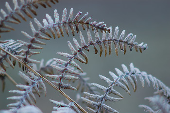 Frozen Bracken ~ Bracken picture from Cortes Island Canada.