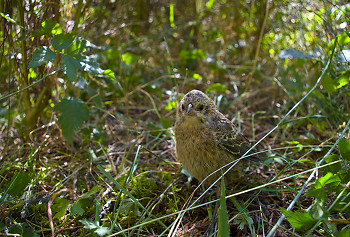 Molothrus ater ~ Cowbird picture from Cortes Island Canada.