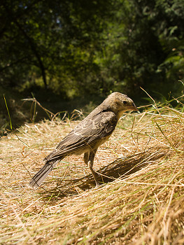 Brown Headed Cowbird ~ Cowbird picture from Cortes Island Canada.