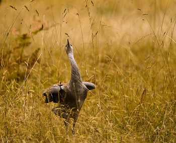 Dancing Sandhill Crane ~ Crane picture from Cortes Island Canada.
