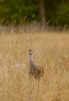 Sandhill Crane ~ Crane picture from Cortes Island Canada.