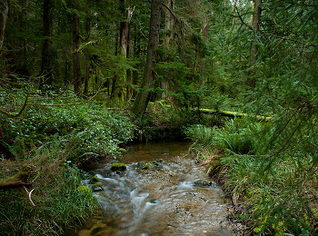 James Creek ~ Creek picture from Cortes Island Canada.