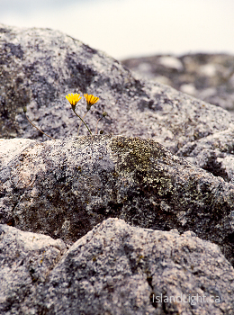 Two Dandelions ~ Dandelion picture from Cortes Island Canada.