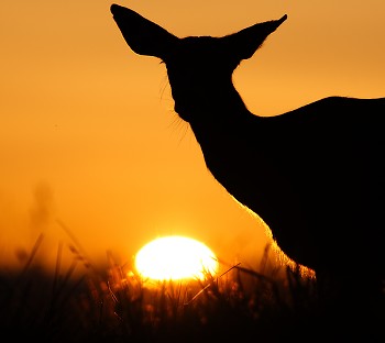 Blacktail Deer and the Setting Sun ~ Deer picture from Cortes Island Canada.