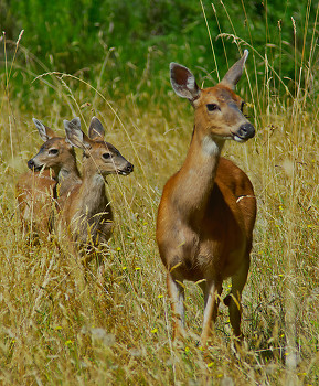 Mother Deer and Two Fawns ~ Deer picture from Cortes Island Canada.