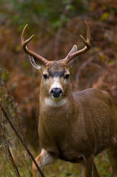 Buck in the Brambles ~ Deer picture from Cortes Island Canada.
