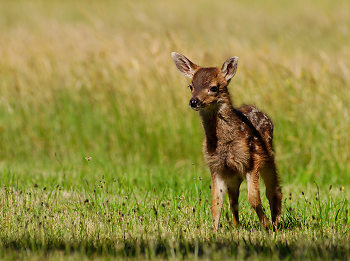 Spotted Baby Blacktail Deer ~ Deer picture from Cortes Island Canada.